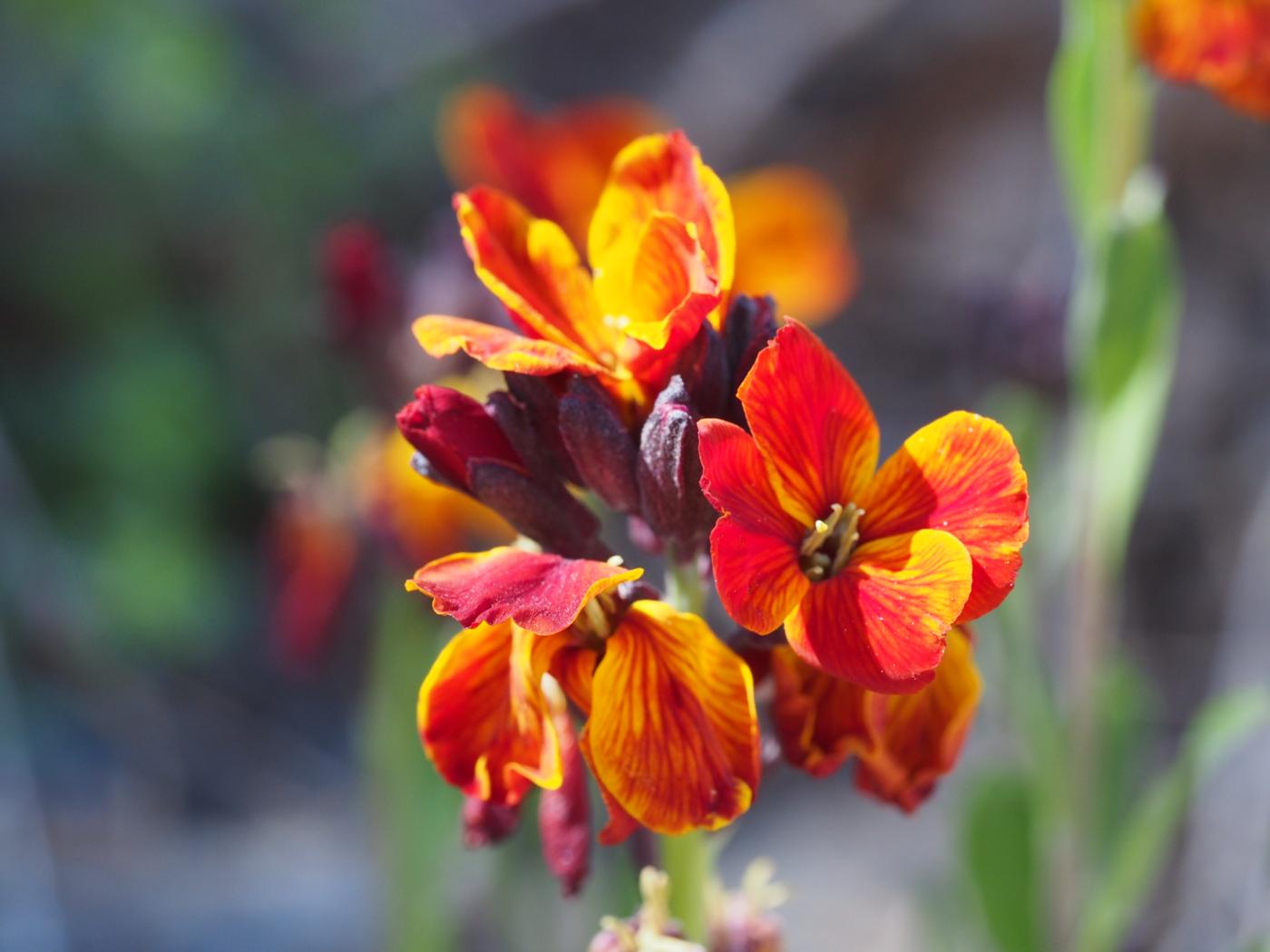 Wallflower flower